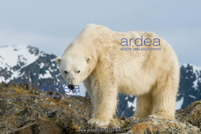 : Norway, Spitsbergen, Fuglefjorden. Polar : Norway, Spitsbergen, Fuglefjorden. Polar