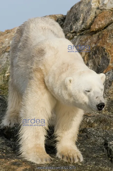: Norway, Spitsbergen, Fuglefjorden. Polar : Norway, Spitsbergen, Fuglefjorden. Polar
