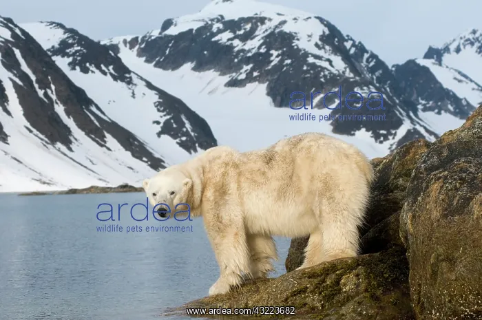 : Norway, Spitsbergen, Fuglefjorden. Polar : Norway, Spitsbergen, Fuglefjorden. Polar