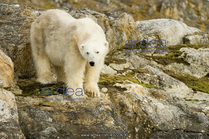 : Norway, Spitsbergen, Fuglefjorden. Polar : Norway, Spitsbergen, Fuglefjorden. Polar