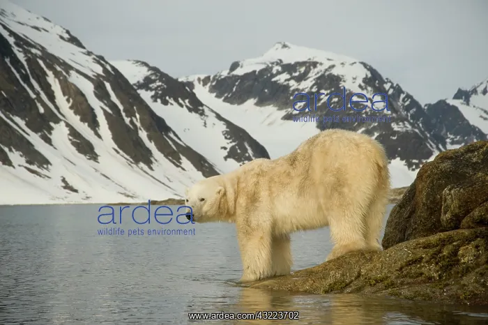 : Norway, Spitsbergen, Fuglefjorden. Polar : Norway, Spitsbergen, Fuglefjorden. Polar