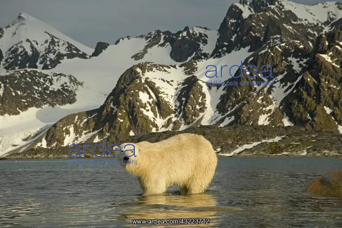 : Norway, Spitsbergen, Fuglefjorden. Polar : Norway, Spitsbergen, Fuglefjorden. Polar