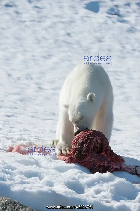 : Norway, Spitsbergen, Fuglefjorden. Polar : Norway, Spitsbergen, Fuglefjorden. Polar