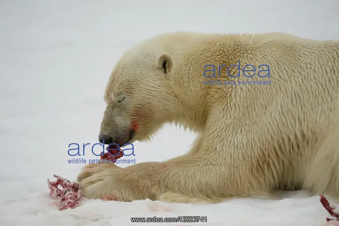 : Norway, Spitsbergen, Fuglefjorden. Polar : Norway, Spitsbergen, Fuglefjorden. Polar