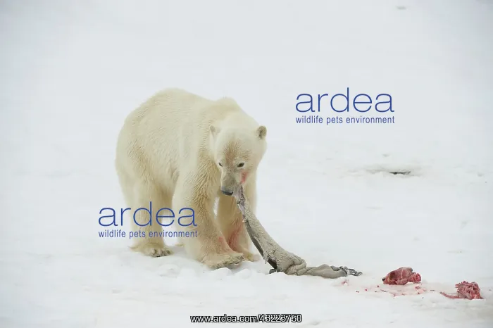 : Norway, Spitsbergen, Fuglefjorden. Polar : Norway, Spitsbergen, Fuglefjorden. Polar