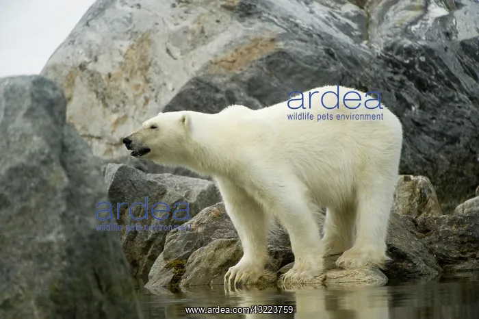 : Norway, Spitsbergen, Fuglefjorden. Polar : Norway, Spitsbergen, Fuglefjorden. Polar