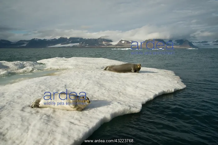: Norway, Spitsbergen, Greenland Sea. Bearded : Norway, Spitsbergen, Greenland Sea. Bearded