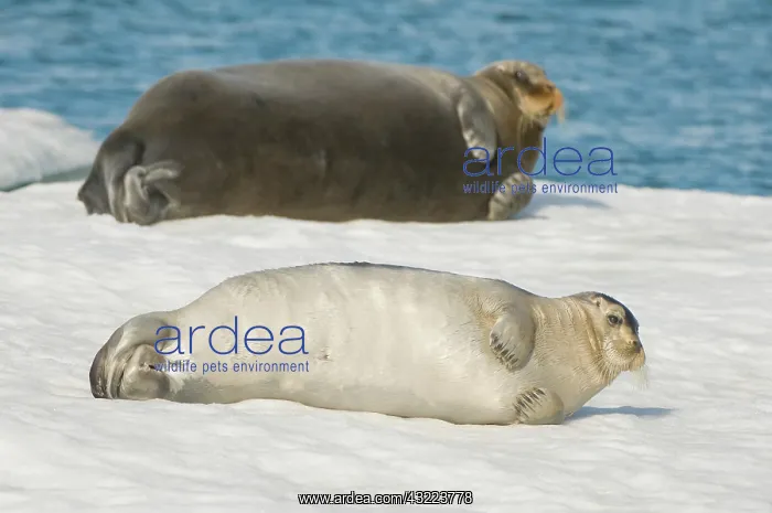 : Norway, Spitsbergen, Greenland Sea. Bearded : Norway, Spitsbergen, Greenland Sea. Bearded
