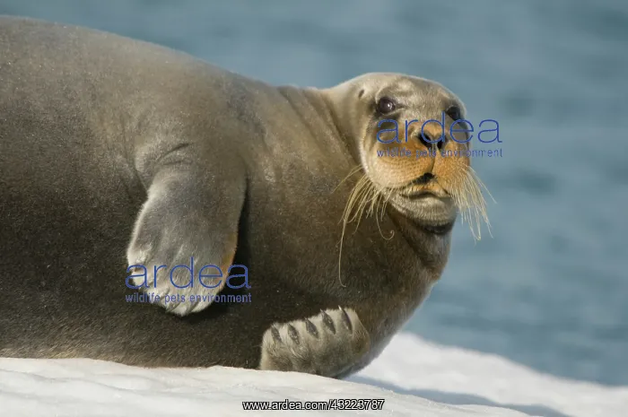  : Norway, Spitsbergen, Greenland Sea. Bearded