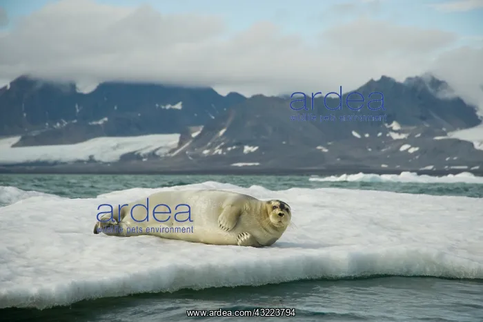 : Norway, Spitsbergen, Greenland Sea. Bearded : Norway, Spitsbergen, Greenland Sea. Bearded