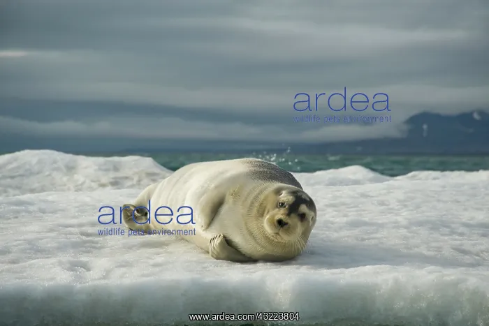 : Norway, Spitsbergen, Greenland Sea. Bearded : Norway, Spitsbergen, Greenland Sea. Bearded