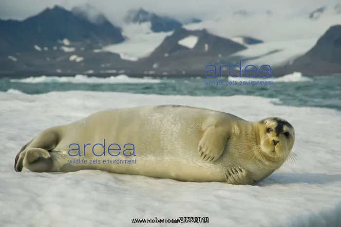 : Norway, Spitsbergen, Greenland Sea. Bearded : Norway, Spitsbergen, Greenland Sea. Bearded