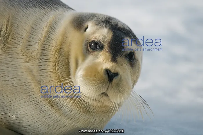 : Norway, Spitsbergen, Greenland Sea. Bearded : Norway, Spitsbergen, Greenland Sea. Bearded