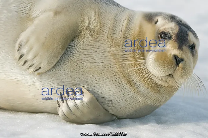  : Norway, Spitsbergen, Greenland Sea. Bearded