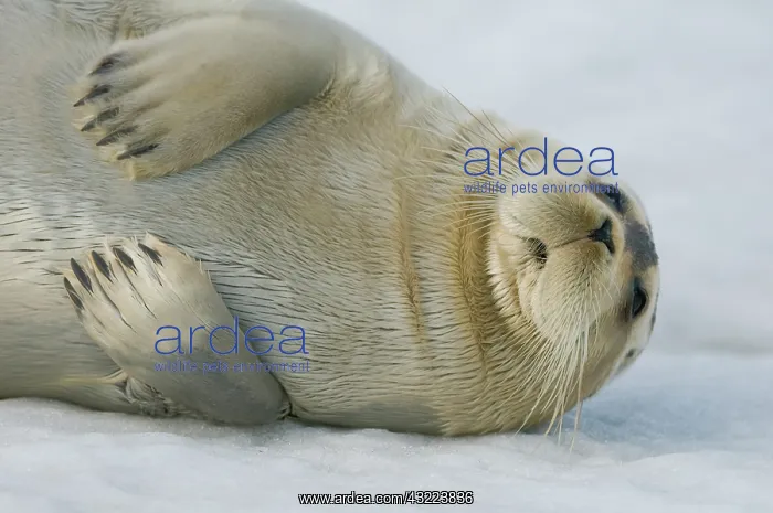 : Norway, Spitsbergen, Greenland Sea. Bearded : Norway, Spitsbergen, Greenland Sea. Bearded