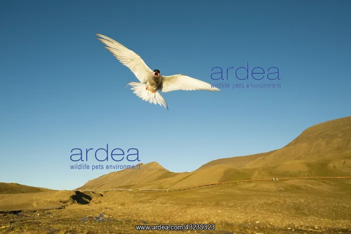 : Norway, Spitsbergen, Longyearbyen. Arctic : Norway, Spitsbergen, Longyearbyen. Arctic