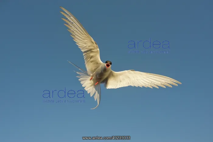 : Norway, Spitsbergen, Longyearbyen. Arctic : Norway, Spitsbergen, Longyearbyen. Arctic