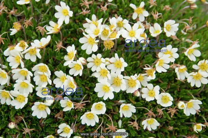 : Norway, Spitsbergen. Mountain aven (Dryas : Norway, Spitsbergen. Mountain aven (Dryas