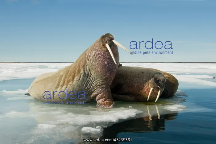 : Norway, Spitsbergen, Nordauslandet. Walrus : Norway, Spitsbergen, Nordauslandet. Walrus