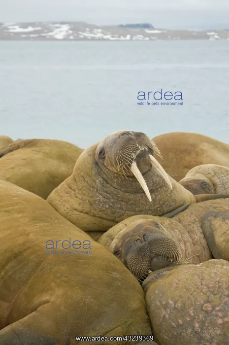 : Norway, Spitsbergen, Nordaustlandet. Norway : Norway, Spitsbergen, Nordaustlandet. Norway