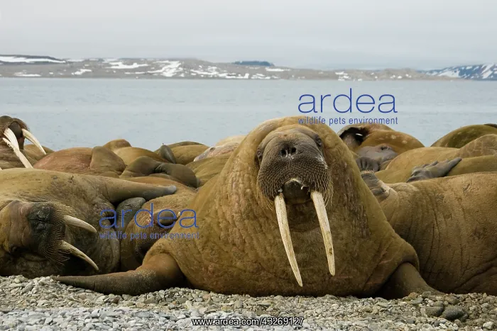 : Norway, Spitsbergen, Nordaustlandet. Norway : Norway, Spitsbergen, Nordaustlandet. Norway