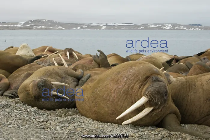 : Norway, Spitsbergen, Nordaustlandet. Norway : Norway, Spitsbergen, Nordaustlandet. Norway