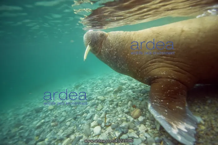 : Norway, Spitsbergen, Nordaustlandet. Walrus : Norway, Spitsbergen, Nordaustlandet. Walrus