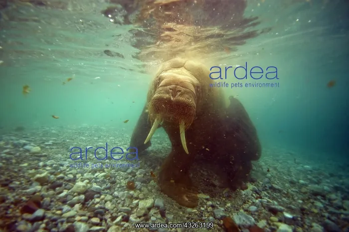 : Norway, Spitsbergen, Nordaustlandet. Walrus : Norway, Spitsbergen, Nordaustlandet. Walrus