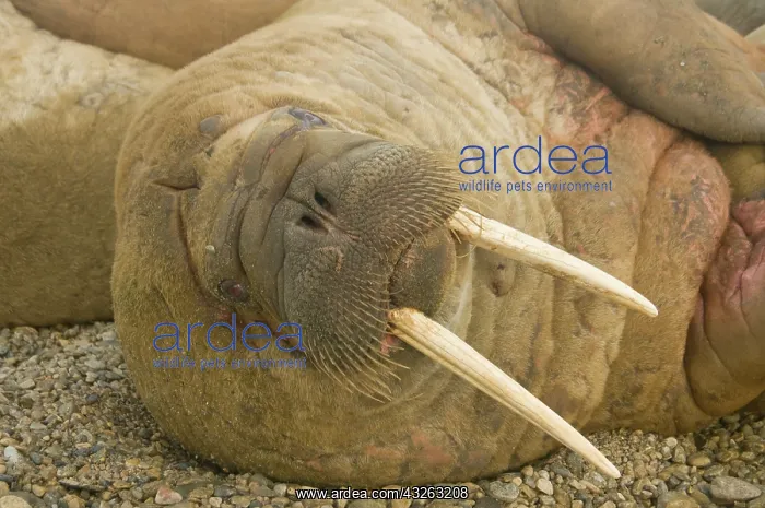 : Norway, Spitsbergen, Nordaustlandet. Walrus : Norway, Spitsbergen, Nordaustlandet. Walrus