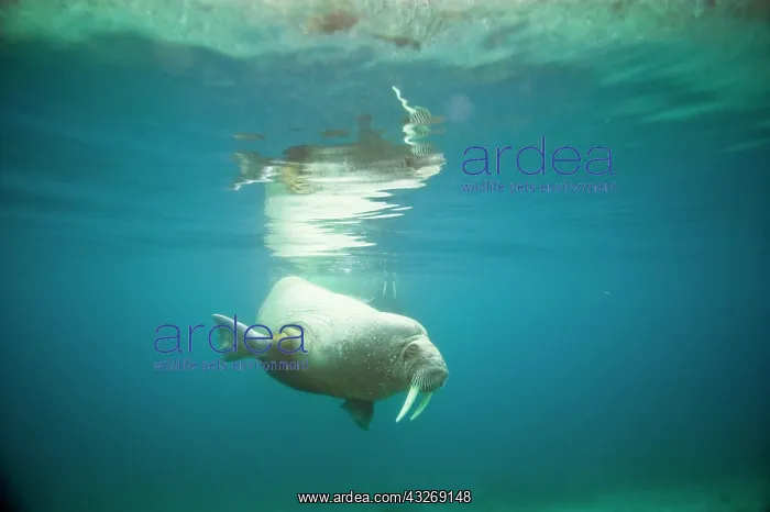 : Norway, Spitsbergen, Nordaustlandet. Walrus : Norway, Spitsbergen, Nordaustlandet. Walrus