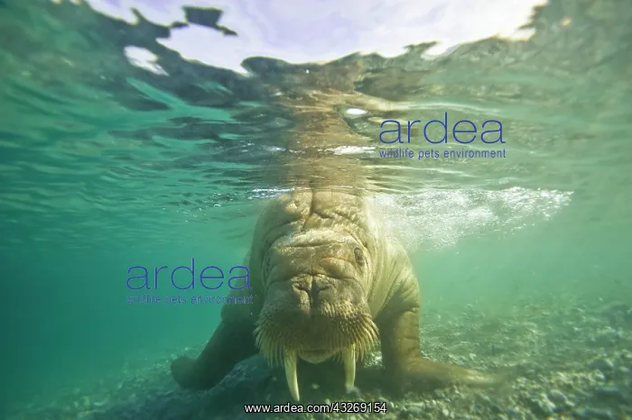 : Norway, Spitsbergen, Nordaustlandet. Walrus : Norway, Spitsbergen, Nordaustlandet. Walrus