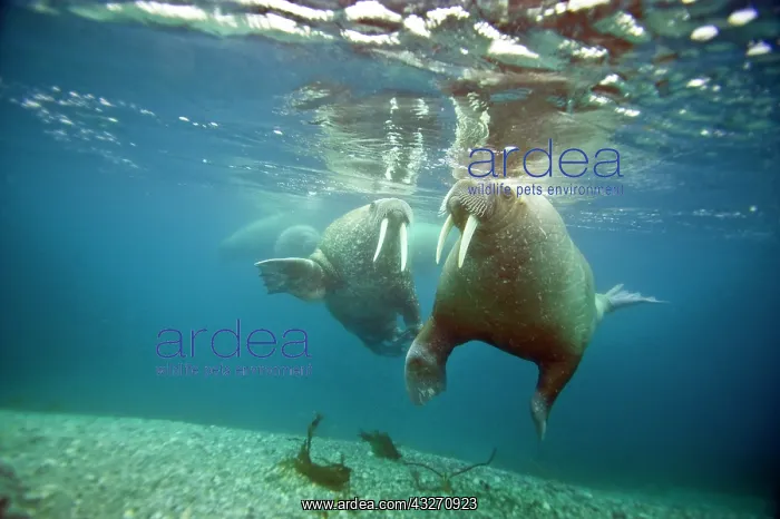 : Norway, Spitsbergen, Nordaustlandet. Walrus : Norway, Spitsbergen, Nordaustlandet. Walrus