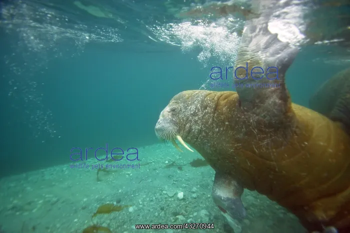 : Norway, Spitsbergen, Nordaustlandet. Walrus : Norway, Spitsbergen, Nordaustlandet. Walrus