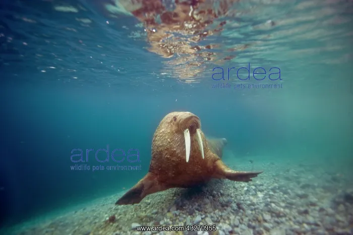 : Norway, Spitsbergen, Nordaustlandet. Walrus : Norway, Spitsbergen, Nordaustlandet. Walrus