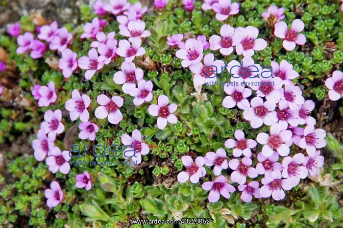  : Norway, Spitsbergen. Purple saxifrage (Saxifraga