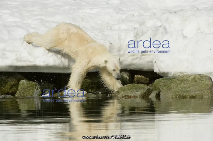 : Norway, Spitsbergen, Sallyhammna. Adult : Norway, Spitsbergen, Sallyhammna. Adult