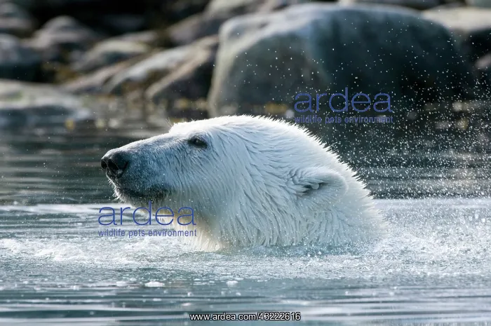 : Norway, Spitsbergen, Sallyhammna. Polar : Norway, Spitsbergen, Sallyhammna. Polar