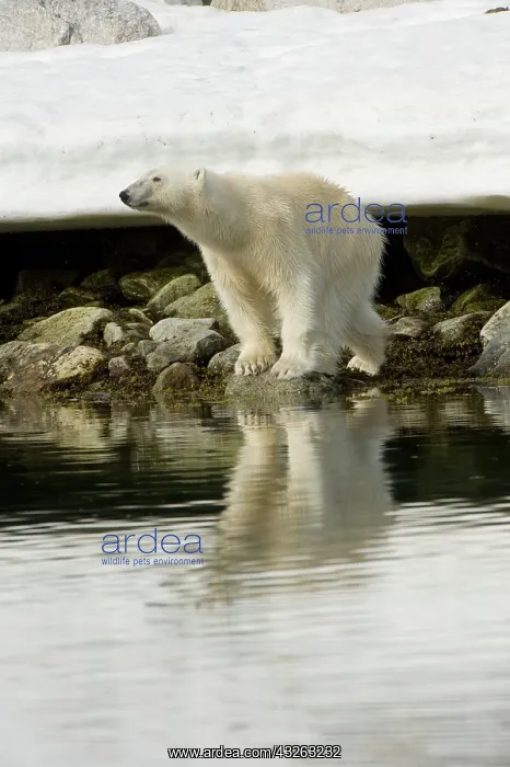 : Norway, Spitsbergen, Sallyhammna. Polar : Norway, Spitsbergen, Sallyhammna. Polar