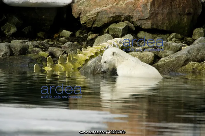  : Norway, Spitsbergen, Sallyhammna. Polar