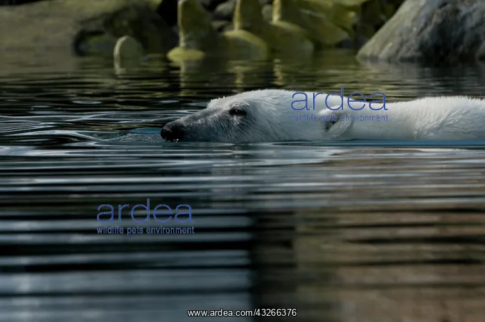 : Norway, Spitsbergen, Sallyhammna. Polar : Norway, Spitsbergen, Sallyhammna. Polar