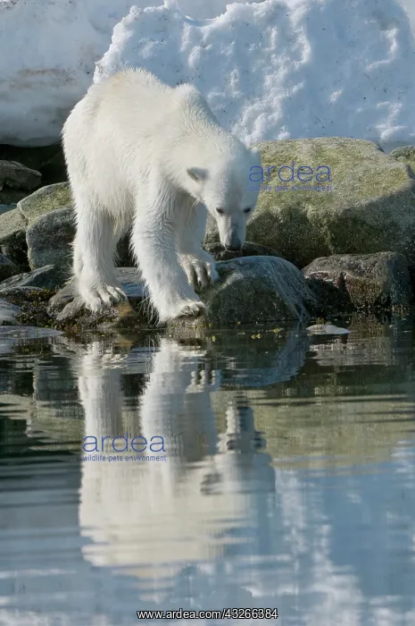 : Norway, Spitsbergen, Sallyhammna. Polar : Norway, Spitsbergen, Sallyhammna. Polar