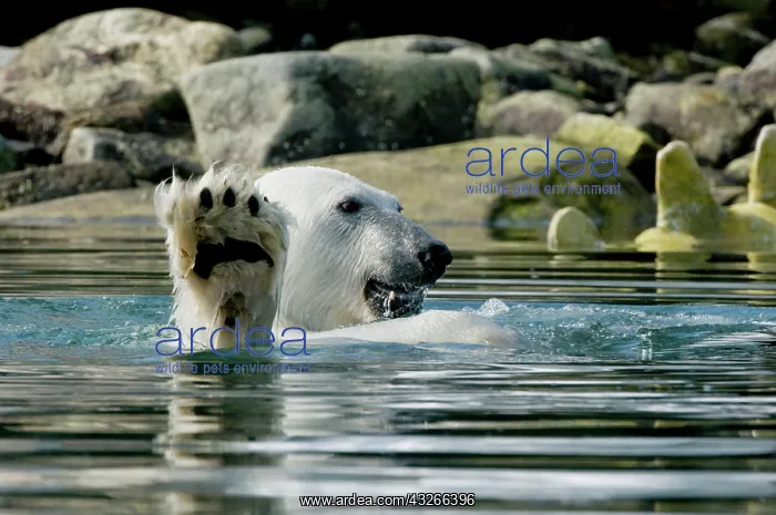 : Norway, Spitsbergen, Sallyhammna. Polar : Norway, Spitsbergen, Sallyhammna. Polar