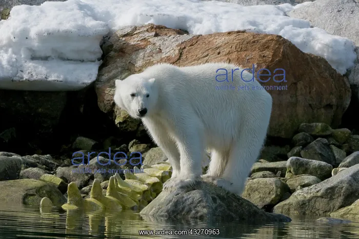 : Norway, Spitsbergen, Sallyhammna. Polar : Norway, Spitsbergen, Sallyhammna. Polar