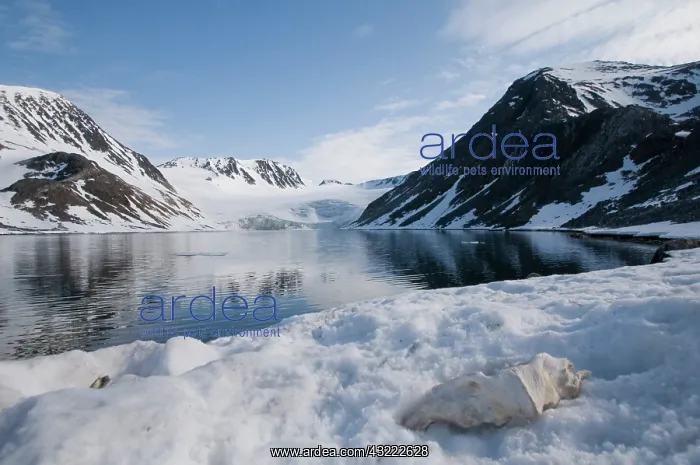 : Norway, Spitsbergen, Sallyhammna. Vertebrae : Norway, Spitsbergen, Sallyhammna. Vertebrae