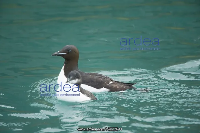 : Norway, Spitsbergen, St. Jonsfjorden. Brunnich's : Norway, Spitsbergen, St. Jonsfjorden. Brunnich's