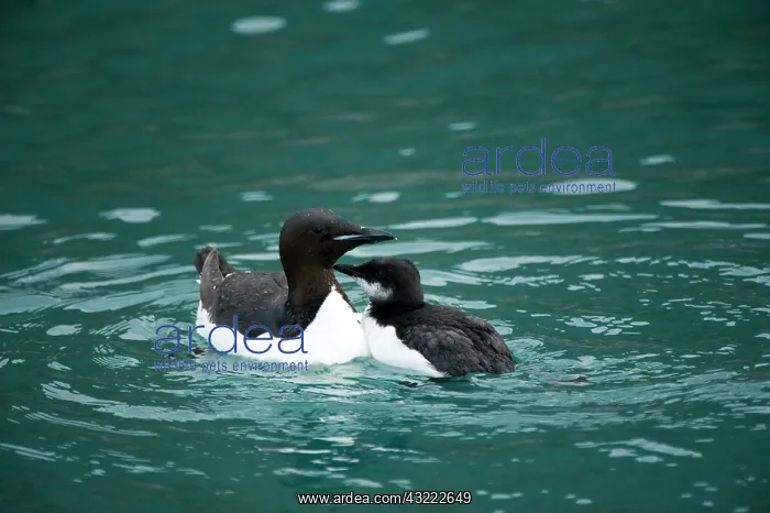 : Norway, Spitsbergen, St. Jonsfjorden. Brunnich's : Norway, Spitsbergen, St. Jonsfjorden. Brunnich's
