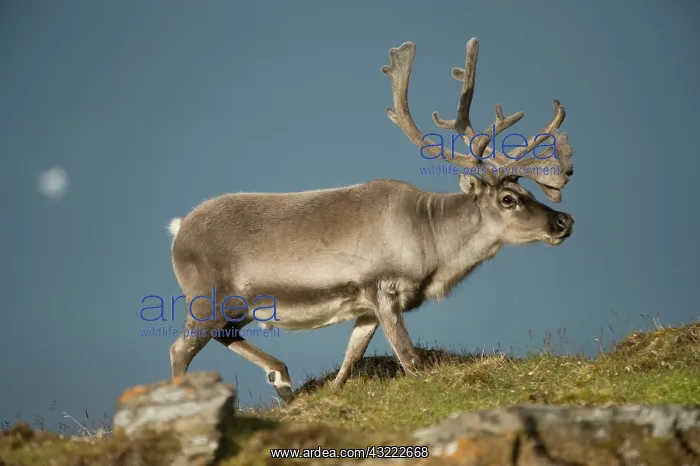 : Norway, Spitsbergen, St. Jonsfjorden. Svalbard : Norway, Spitsbergen, St. Jonsfjorden. Svalbard