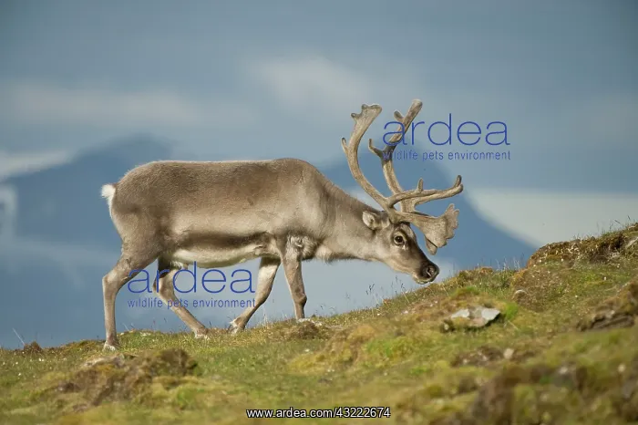 : Norway, Spitsbergen, St. Jonsfjorden. Svalbard : Norway, Spitsbergen, St. Jonsfjorden. Svalbard