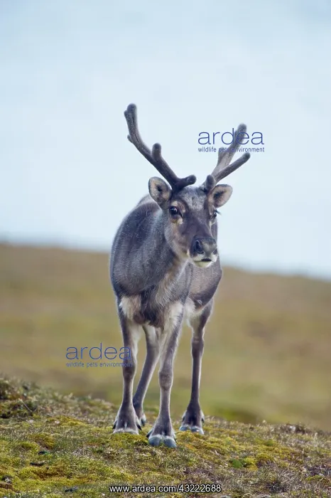 : Norway, Spitsbergen, St. Jonsfjorden. Svalbard : Norway, Spitsbergen, St. Jonsfjorden. Svalbard
