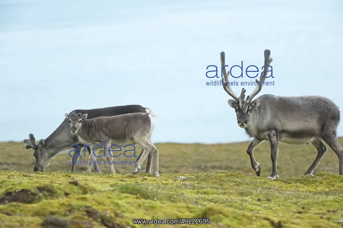 : Norway, Spitsbergen, St. Jonsfjorden. Svalbard : Norway, Spitsbergen, St. Jonsfjorden. Svalbard